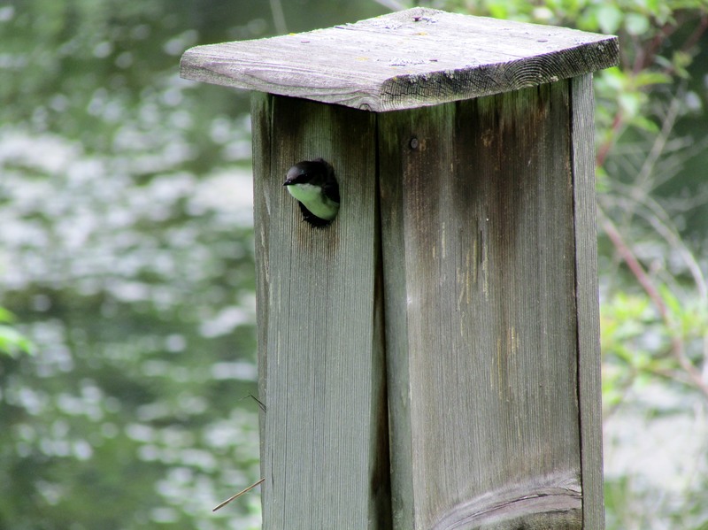 Little Canada, MN Gervais Mill Pond wildlife, taken 682013 photo