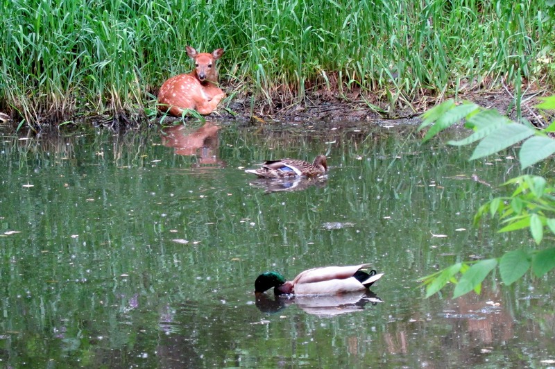 Little Canada, MN Gervais Mill Pond wildlife, taken 682013 photo