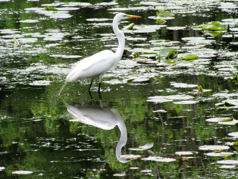 Little Canada, MN Gervais Mill Pond wildlife, taken 682013 photo