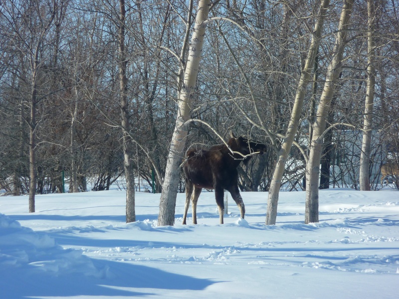 Fairdale, ND Winky A Young Moose Living in Fairdale 20122013 photo