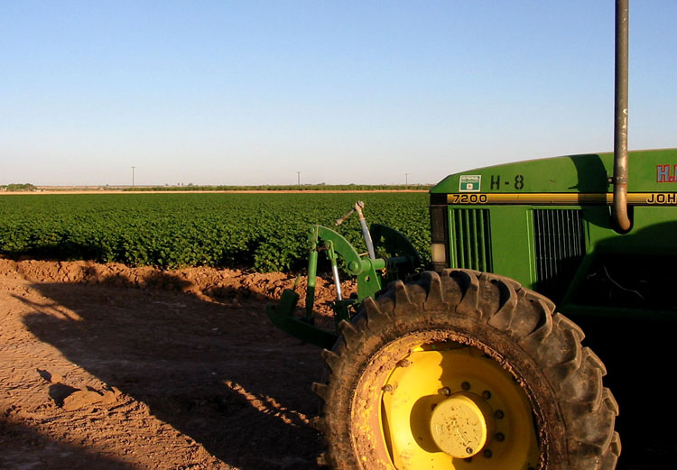 Yuma, AZ Yuma Agriculture photo, picture, image (Arizona) at city