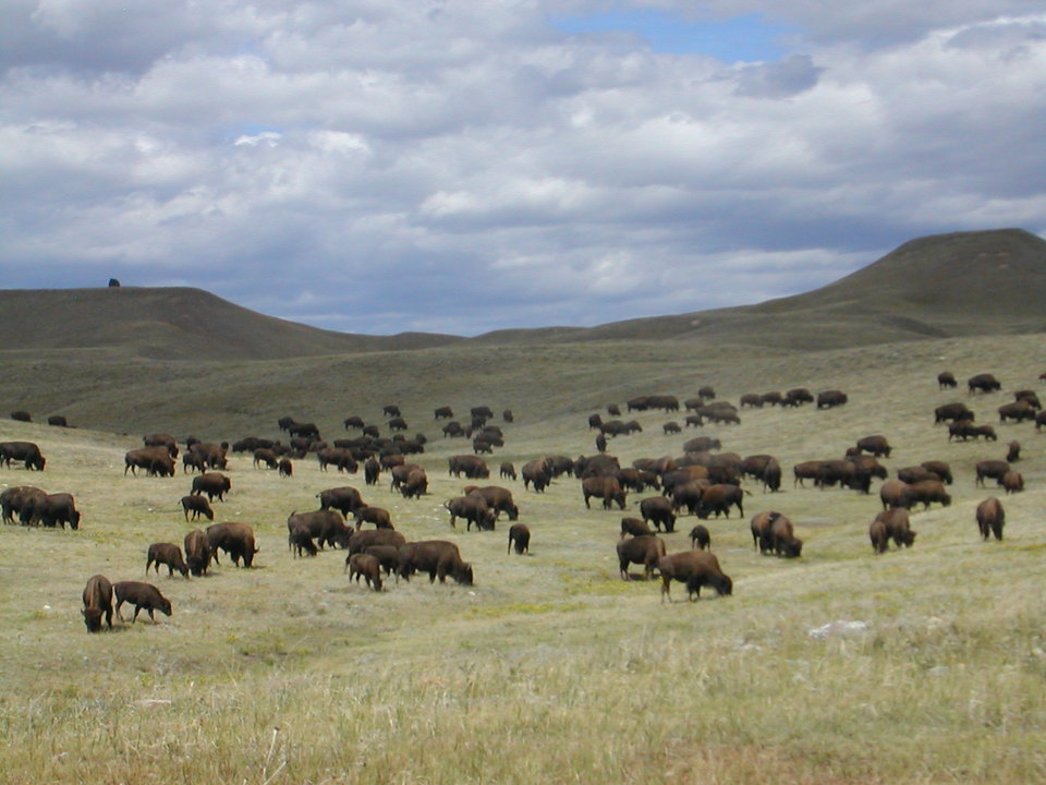 Custer, SD Buffalo in Custer State Park, South Dakota photo, picture