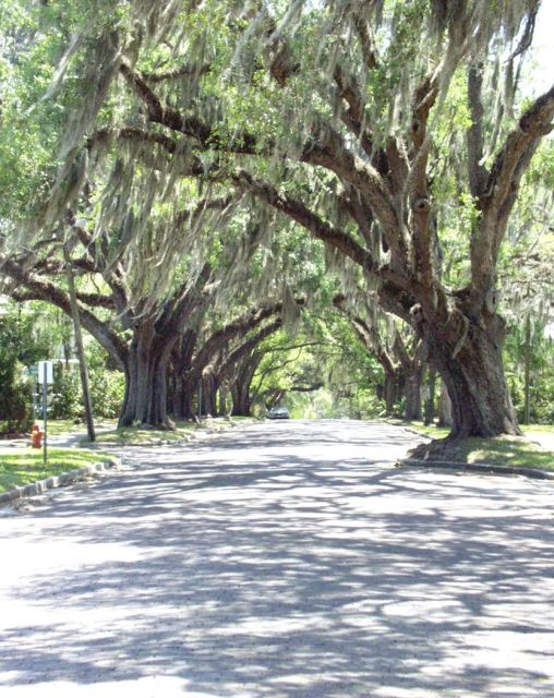 Brooksville, FL Historic South Brooksville Avenue's majestic oaks