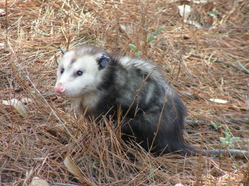 Childersburg, AL Childersburg Area photo, picture, image (Alabama) at