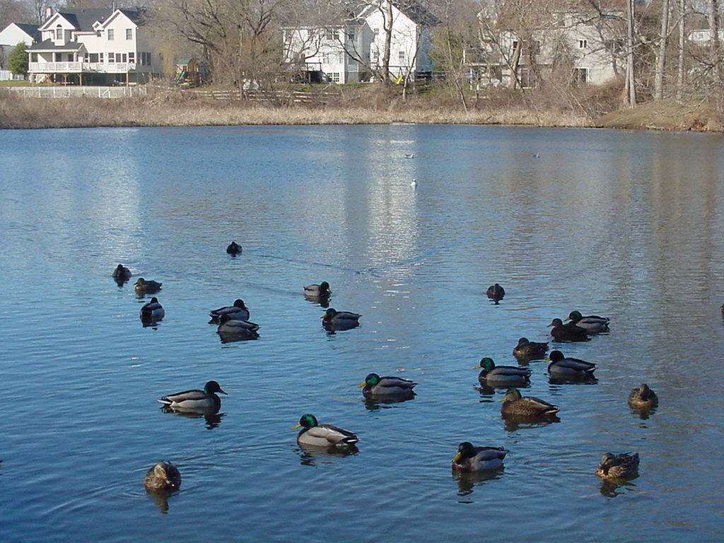 Navesink, NJ Navesink ducks at an inlet Navesink photo, picture