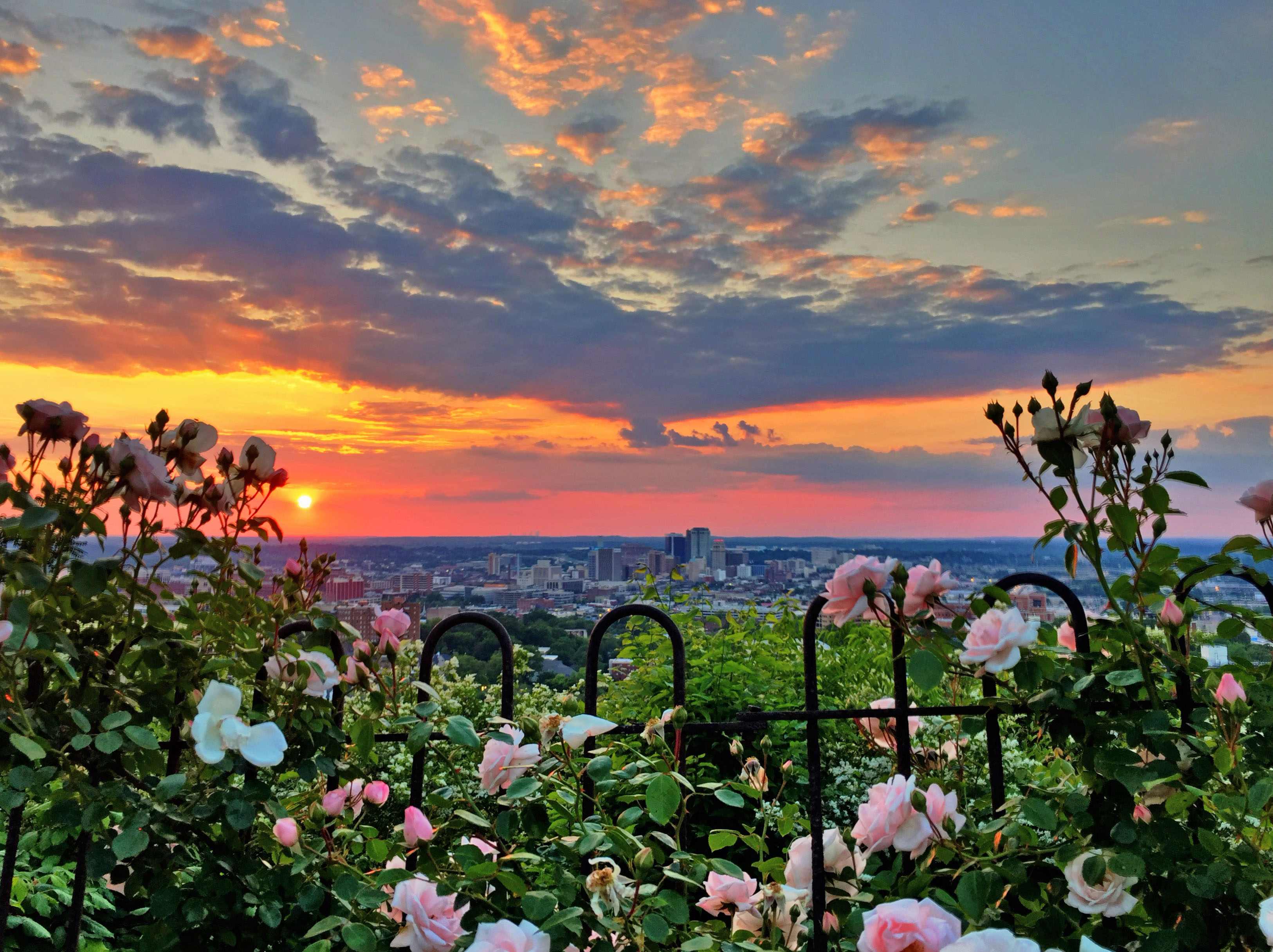 The Rose’s View