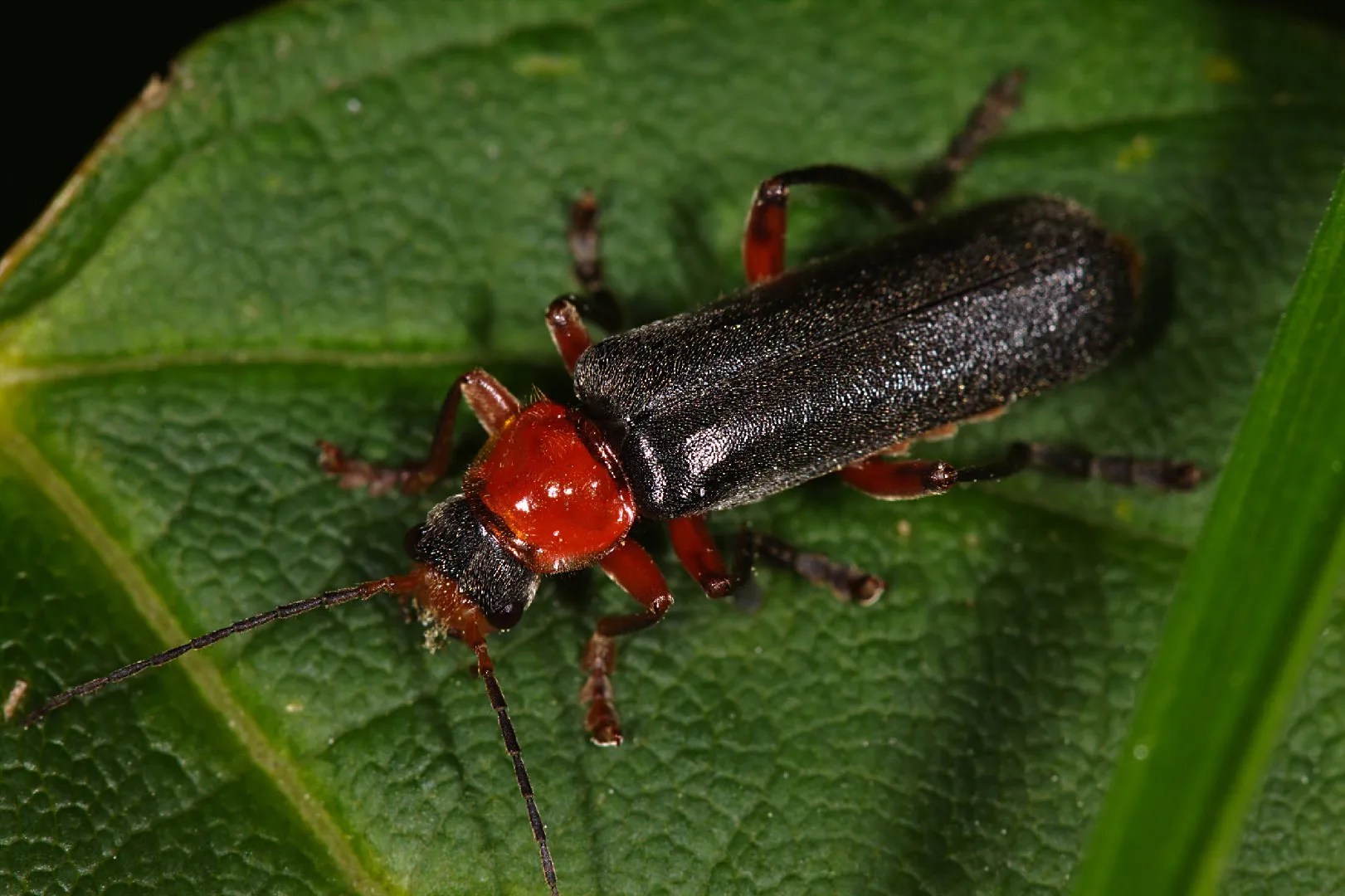Red Soldier Beetle