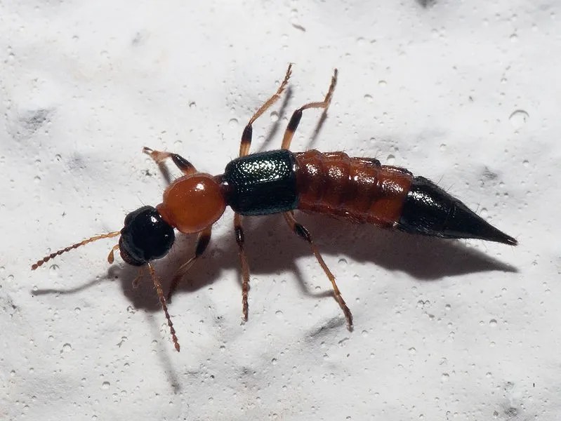 Fuetazo (Paederus littoralis) Picture Insect