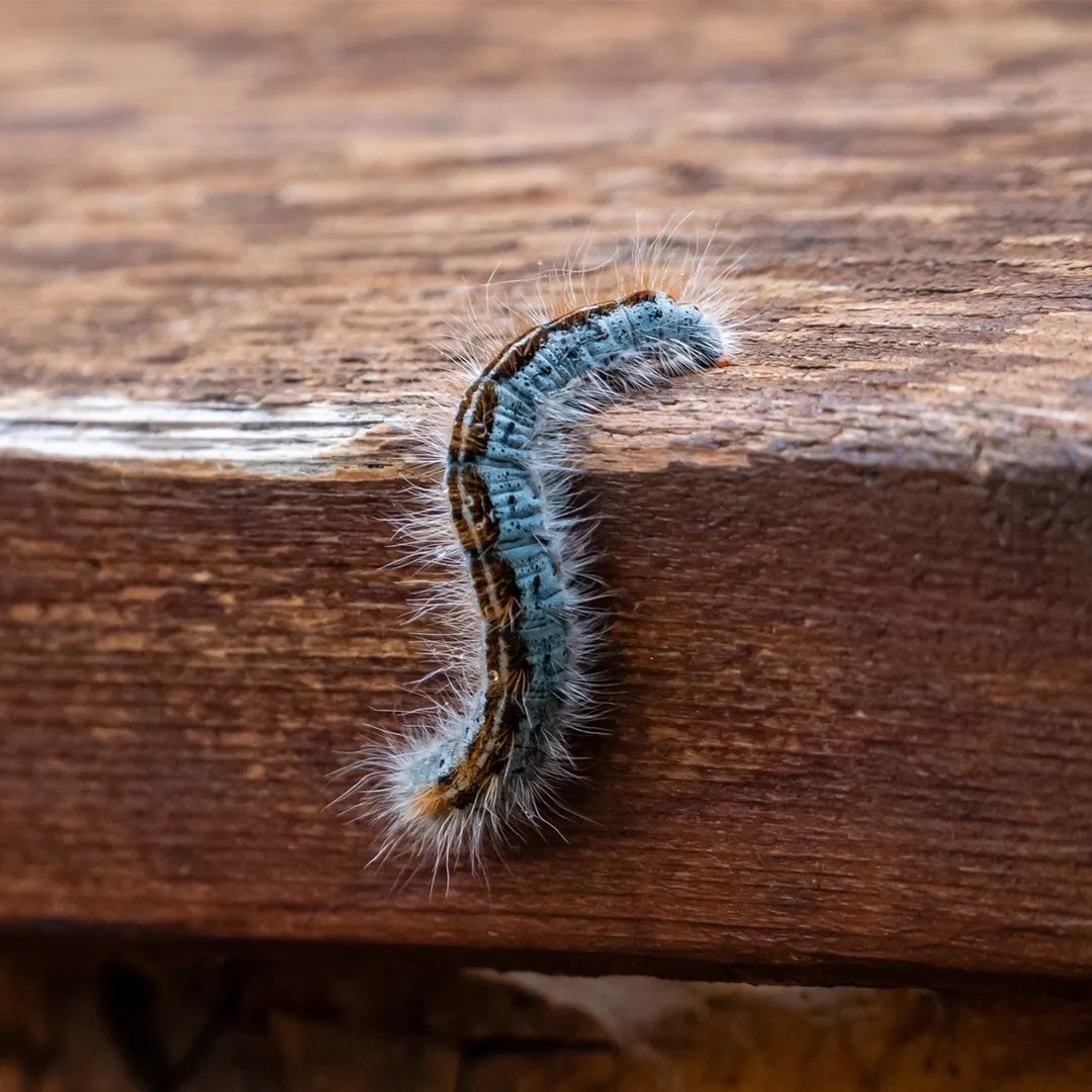Tent caterpillar (Malacosoma) Picture Insect
