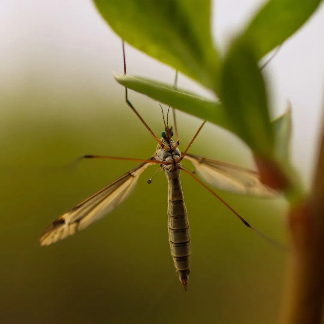 Tipula caloptera (Tipula caloptera) Picture Insect