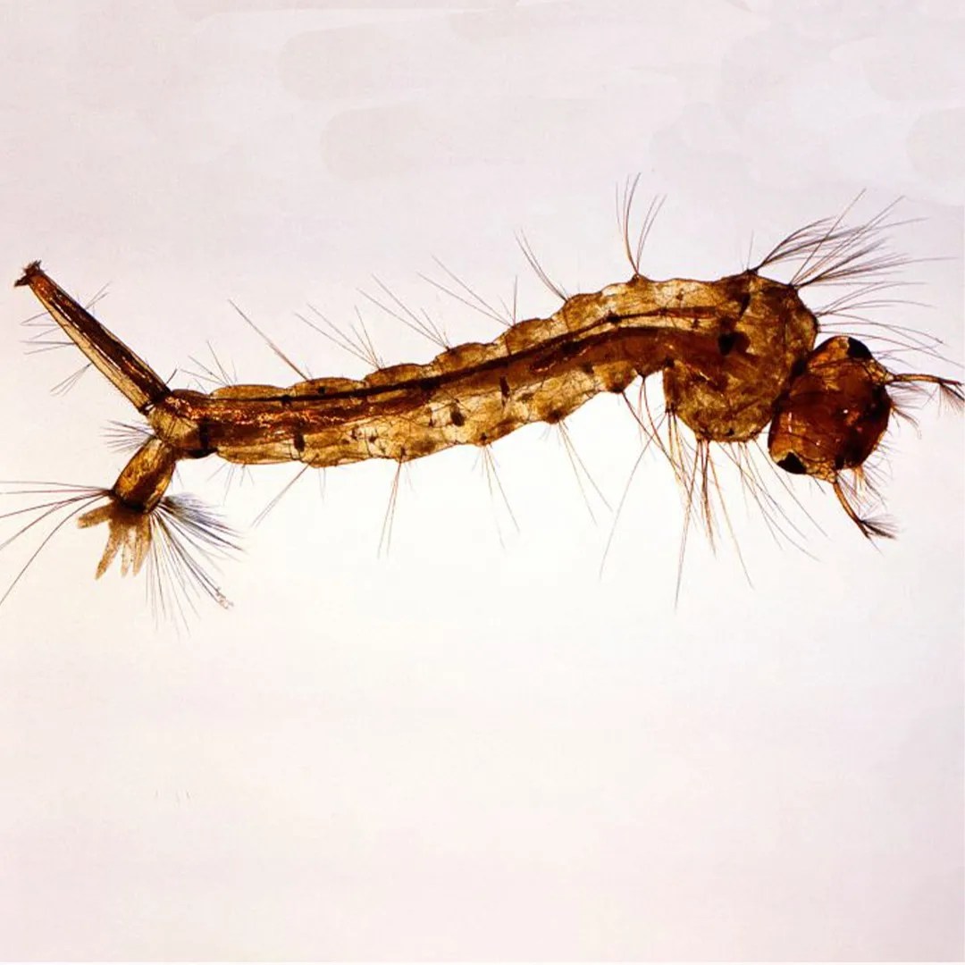Mosquito Larva