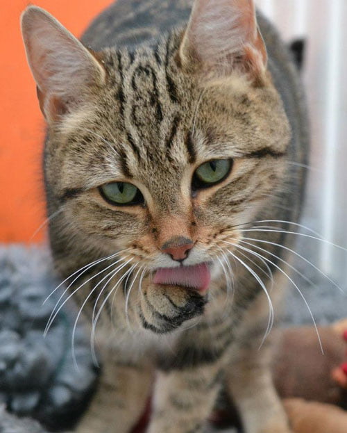 Rehomed Rescue Cats Kays Hill Animal Sanctuary PoC