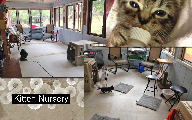 Upstate SC Kitten Mom is Building a Kitten Nursery PoC our