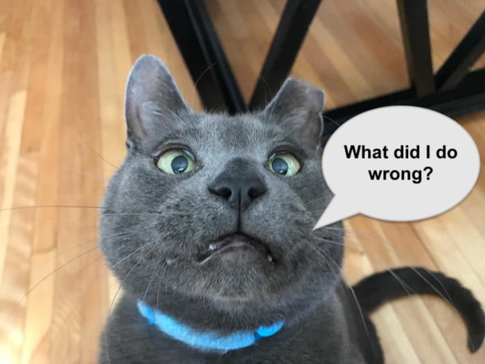 Do cats know when they are doing something wrong? Michael Broad