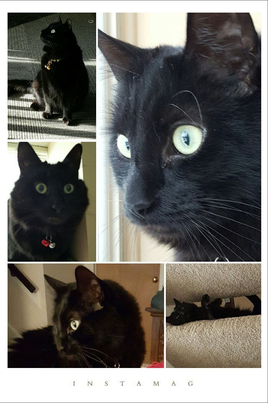 Let’s get real. If there were no unwanted cats, there would be no cat