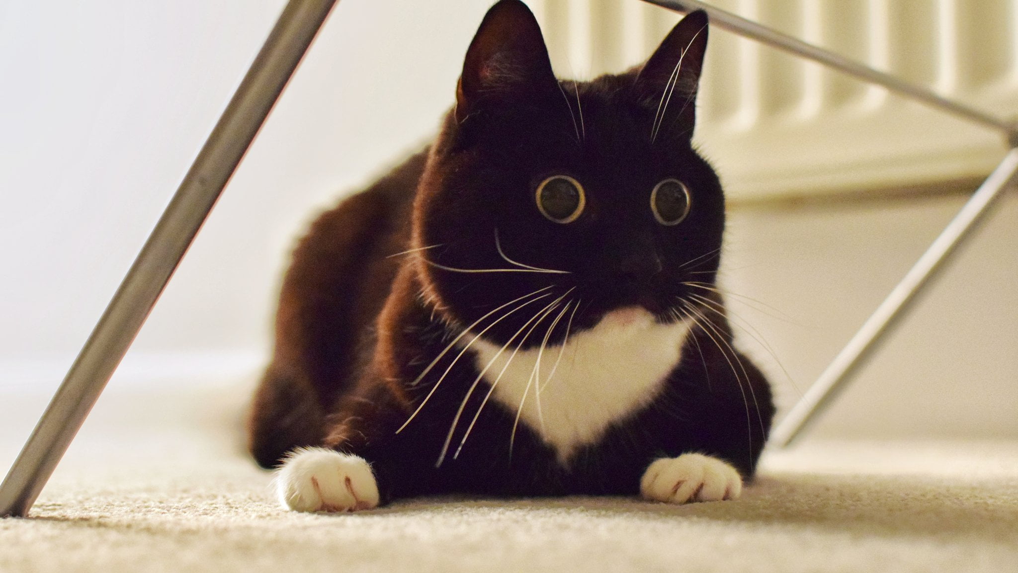 Picture of cat with wide open pupils Freethinking Animal Advocacy