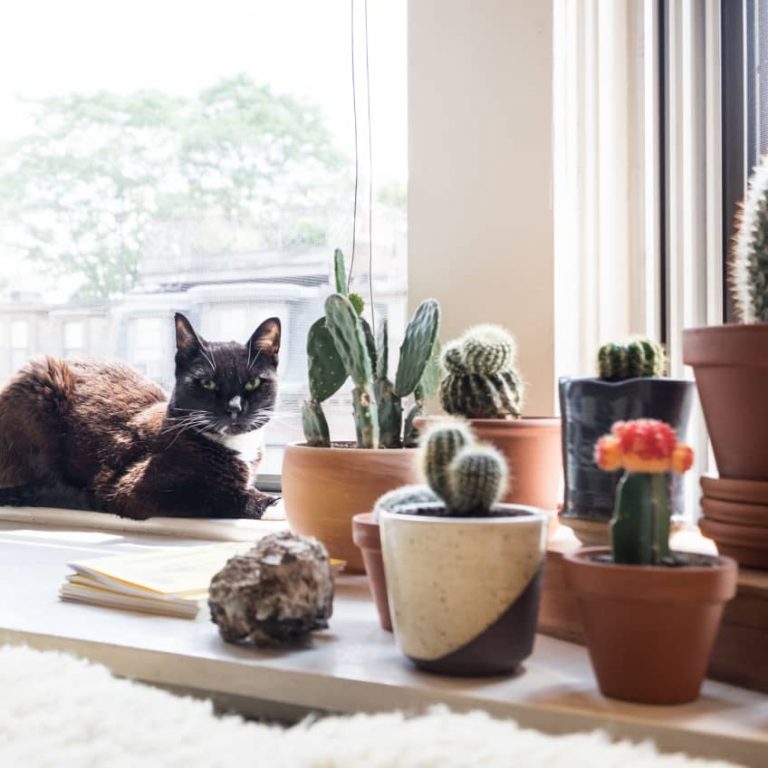 Is it cruel to keep a cat in an apartment? Advocating Animal Welfare