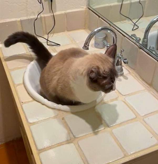 Cat starts to pee in bathroom sink. Impressed or concerned? Michael Broad