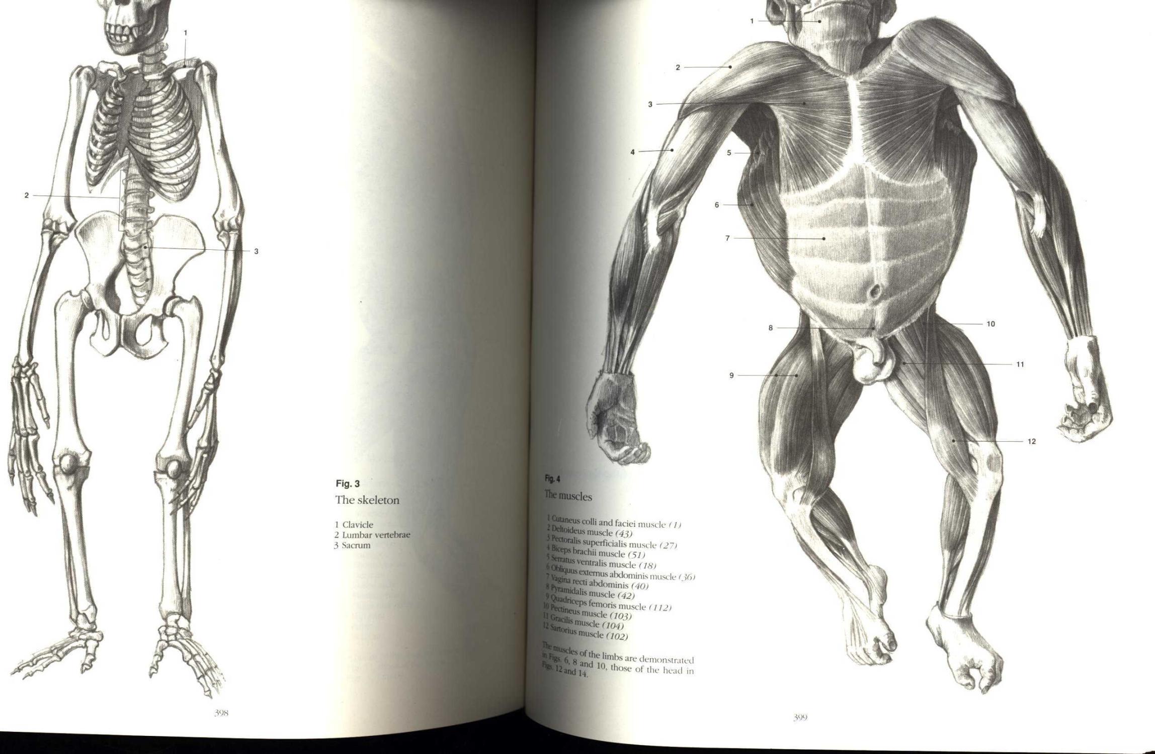 CYCLOPEDIA ANATOMICAE PDF
