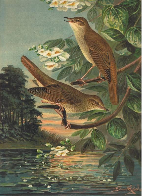 naturgeschichte der voegel mitteleuropas von naumann ZVAB