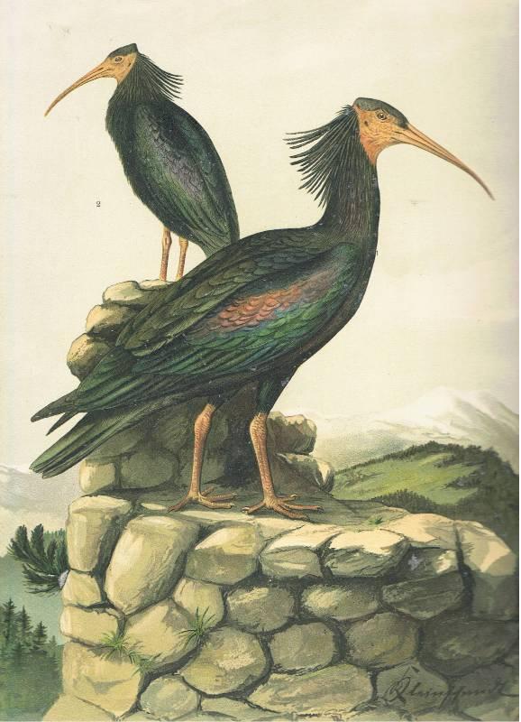 naturgeschichte der voegel mitteleuropas von naumann ZVAB