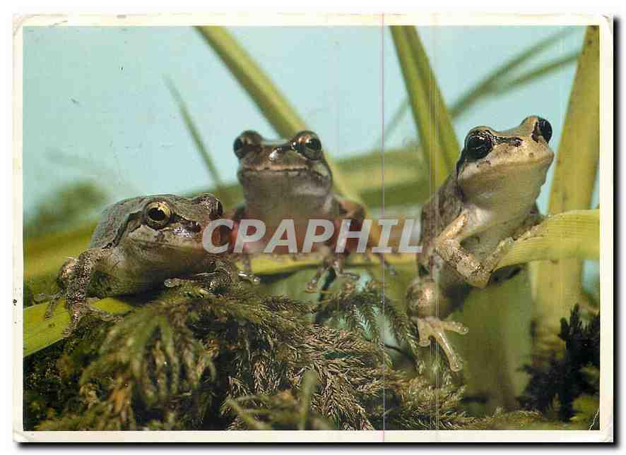Carte Postale Moderne Pacific Tree Frogs Hyla regilla These frogs show
