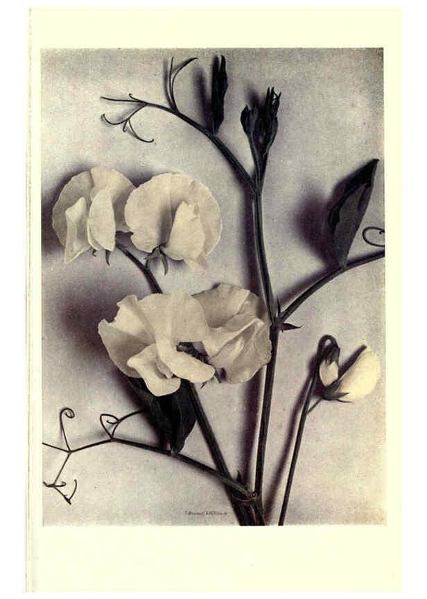 Reproducción/Reproduction 6286677192 Sweet peas New York Frederick A