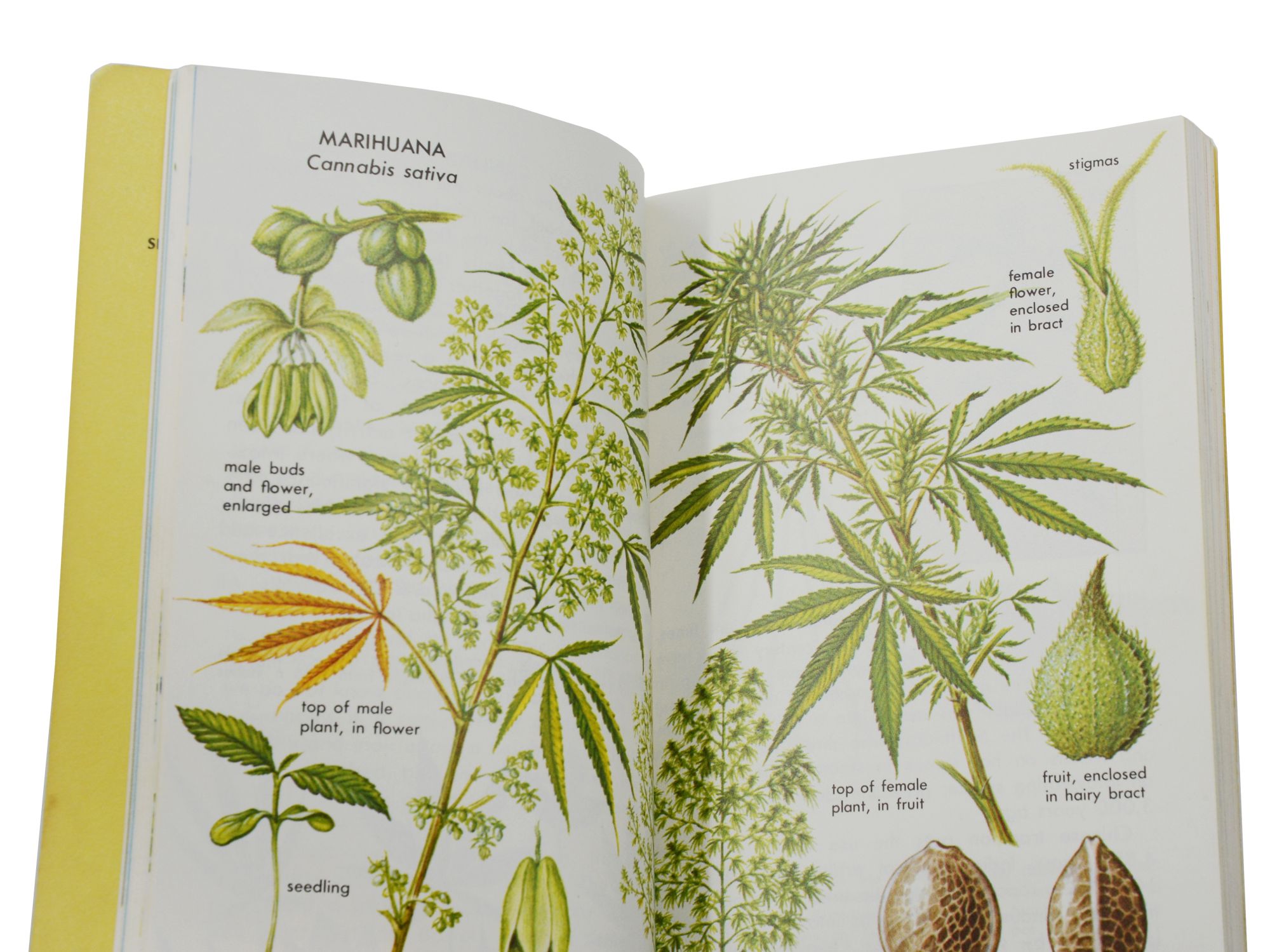 Hallucinogenic Plants (A Golden Guide) by Schultes, Richard Evans