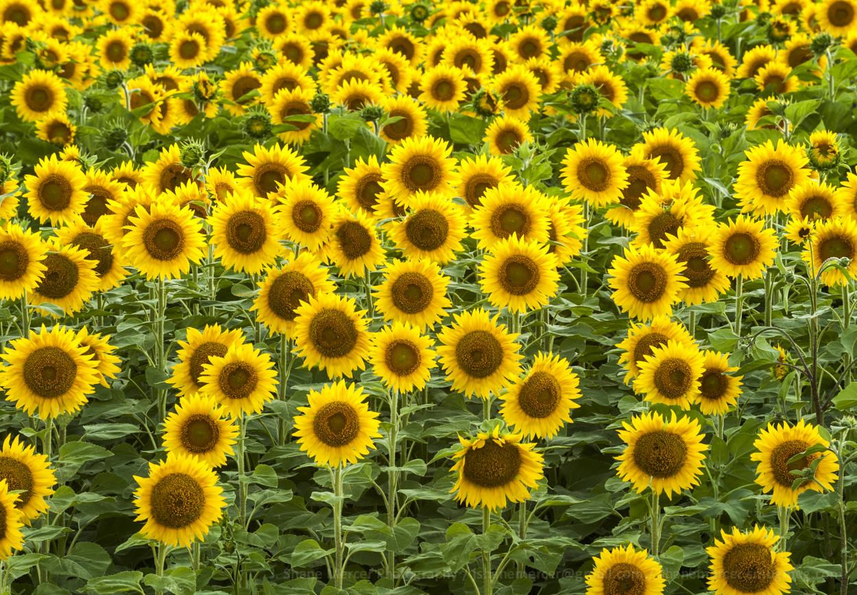 Sunflowers in moonlight Pictures of Fargo