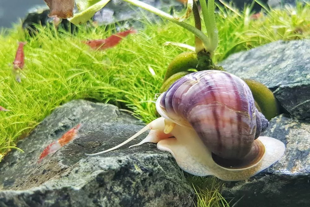 How to Choose a Reliable Online Snail Seller