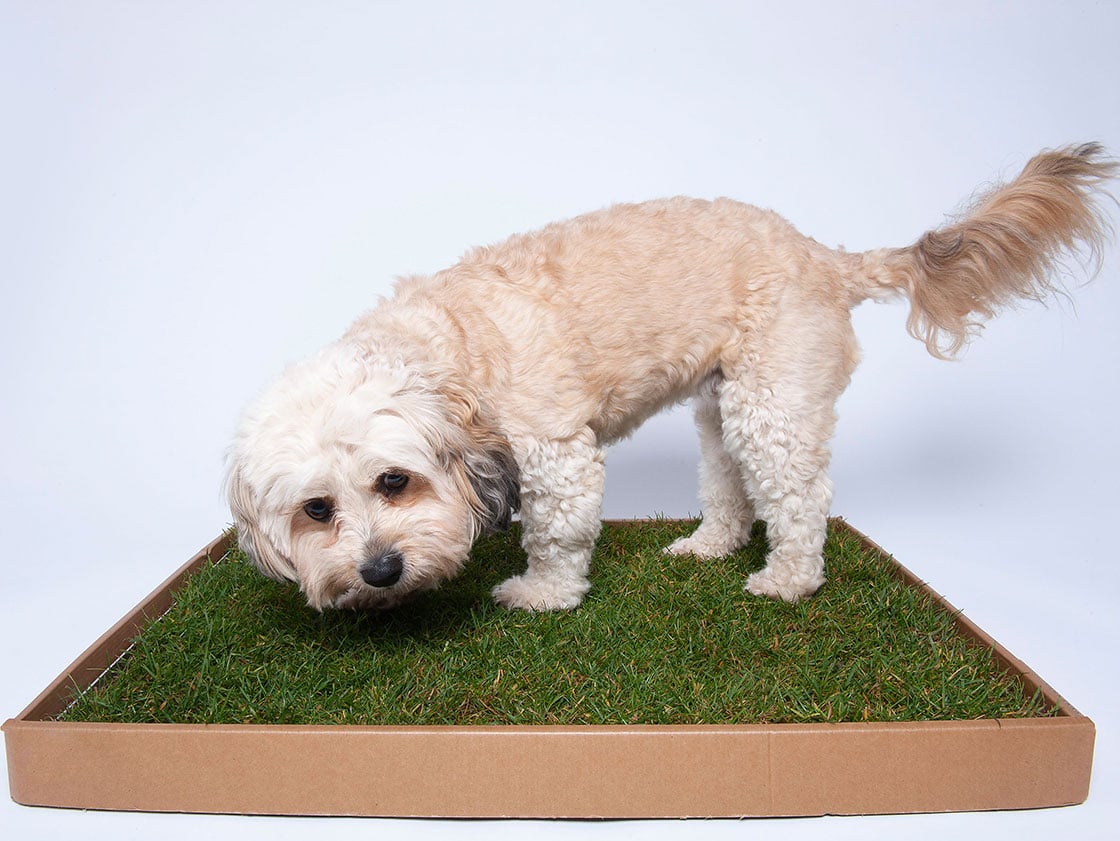 Piddle Patch The Real Grass Indoor Dog Toilet for Apartments