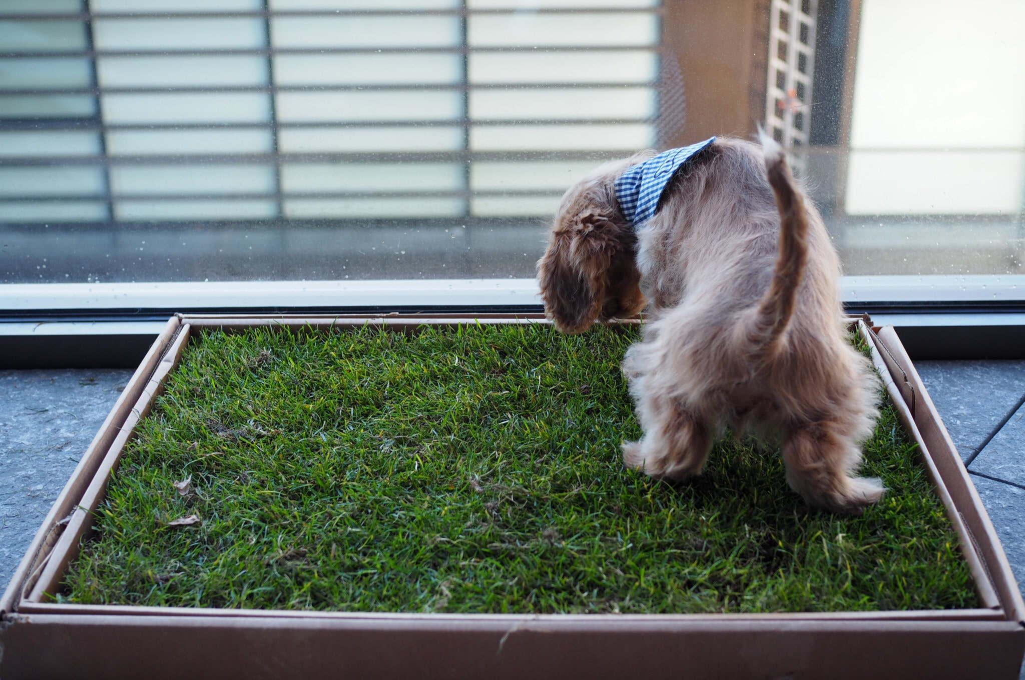 Toy Cockapoo using a fresh grass toilet