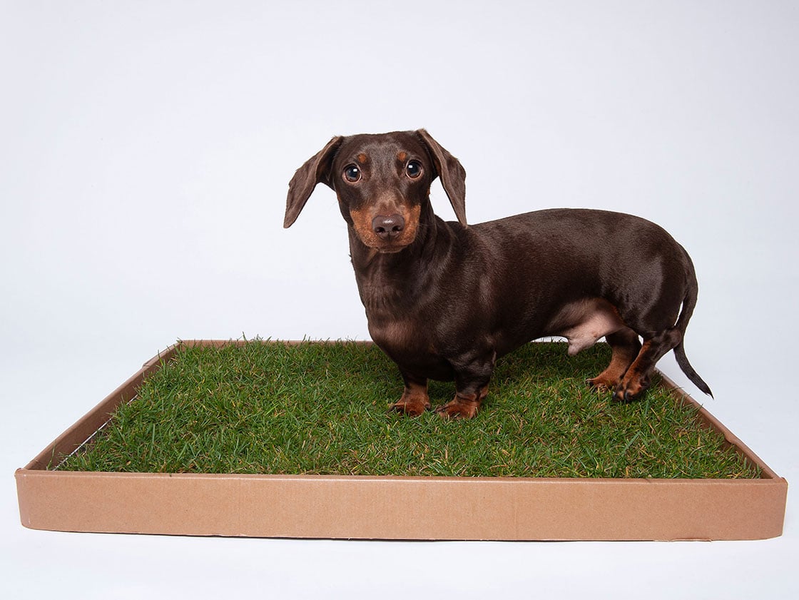 Dog Toilet Grass Patch Subscription Piddle Patch