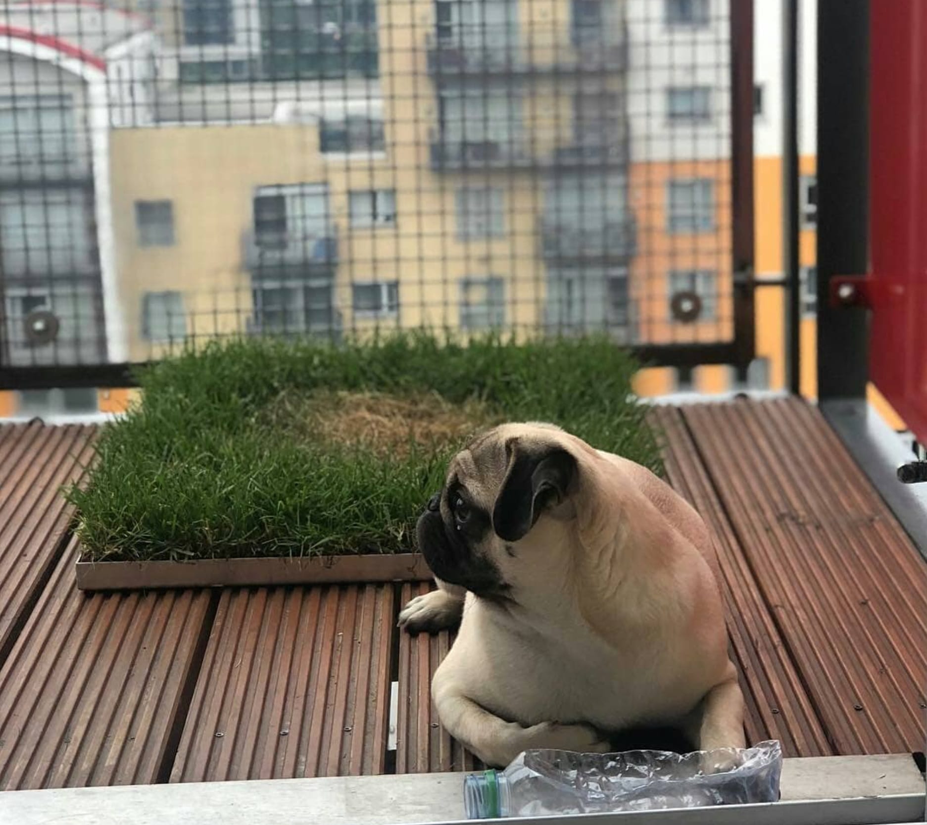 Why does my dog’s urine stain the grass? Piddle Patch