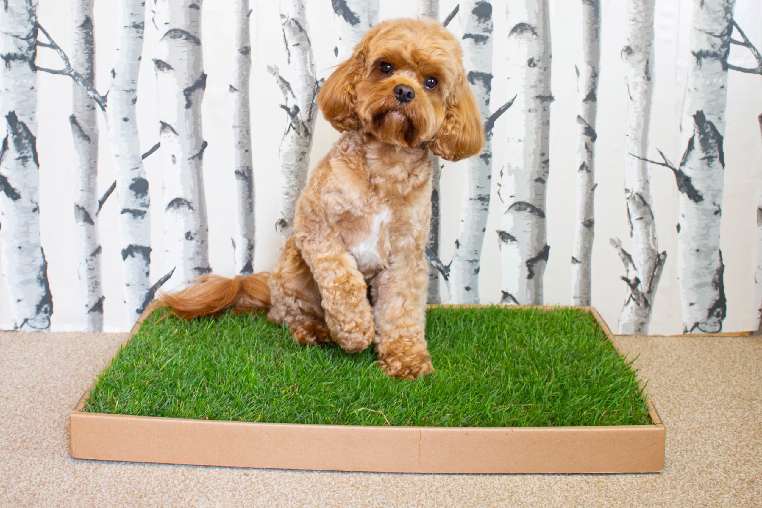 SoilFree, Real Grass Dog Toilet As Seen on Dragons' Den