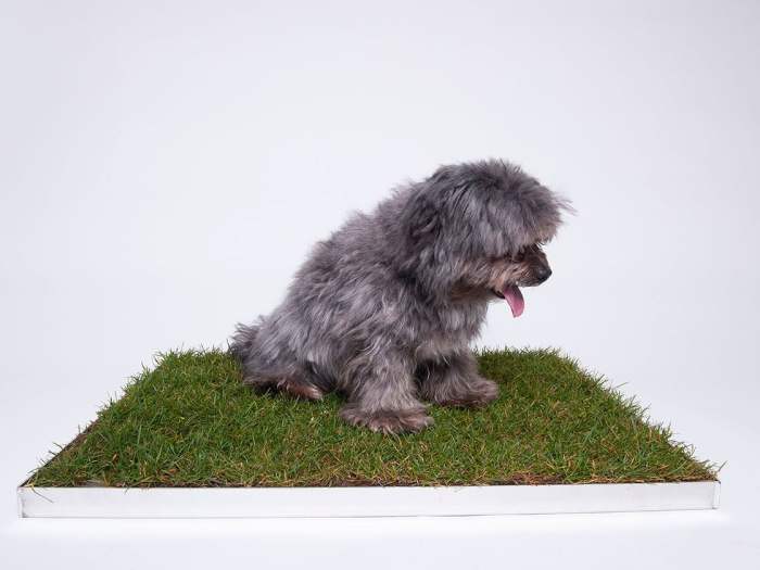 Piddle Patch Starter Pack - Piddle Patch