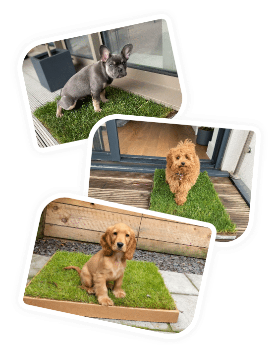 SoilFree, Real Grass Dog Toilet As Seen on Dragons' Den