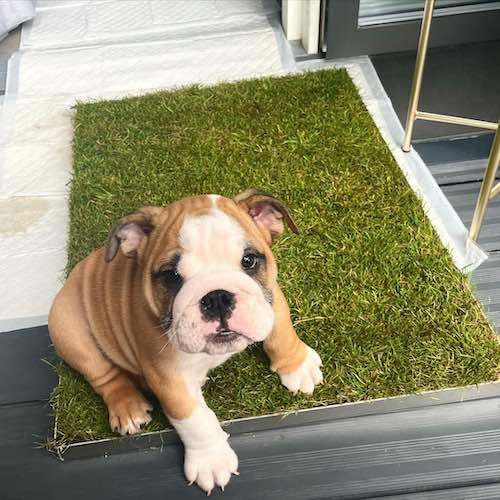 SoilFree, Real Grass Dog Toilet As Seen on Dragons' Den