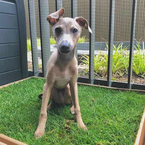 SoilFree, Real Grass Dog Toilet As Seen on Dragons' Den