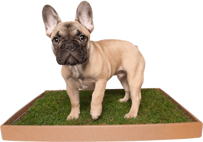 SoilFree, Real Grass Dog Toilet As Seen on Dragons' Den