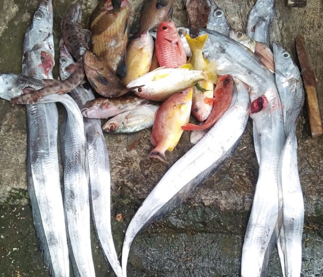 Ikan Layur Mulai Sulit Didapat, Nelayan Gunungkidul Kalang Kabut