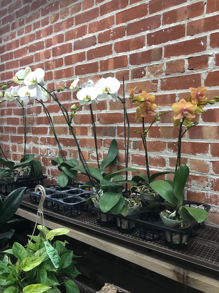 She keeps Oakland Flower Market blooming Piedmont Exedra