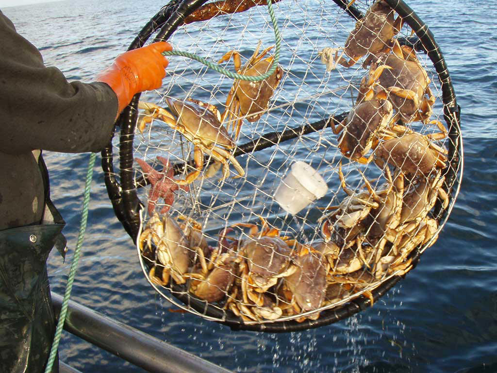 Commercial Dungeness crab season in San Francisco region delayed to