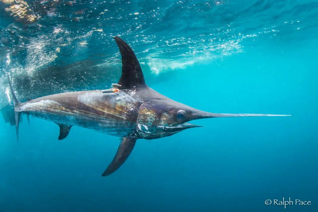 Swordfish Studies Pfleger Institute of Environmental Research