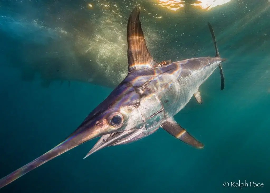 Swordfish Studies Pfleger Institute of Environmental Research
