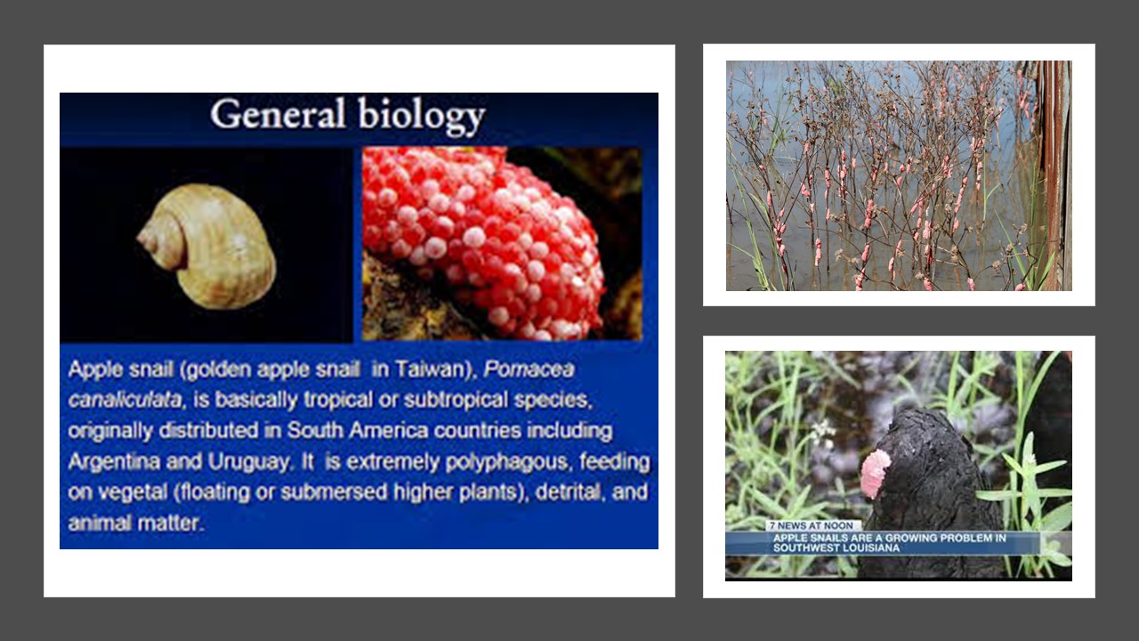 applesnail Revealing What Has Been Hidden in Front of Our Eyes