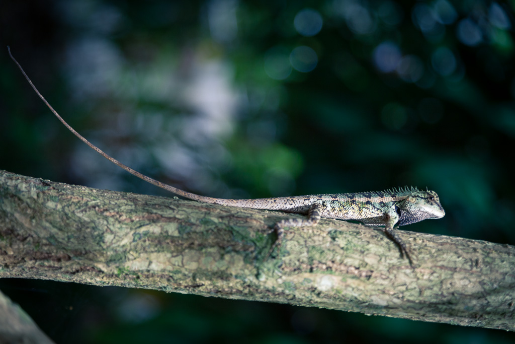 An everyday lifes Odyssey » Small Iguana.