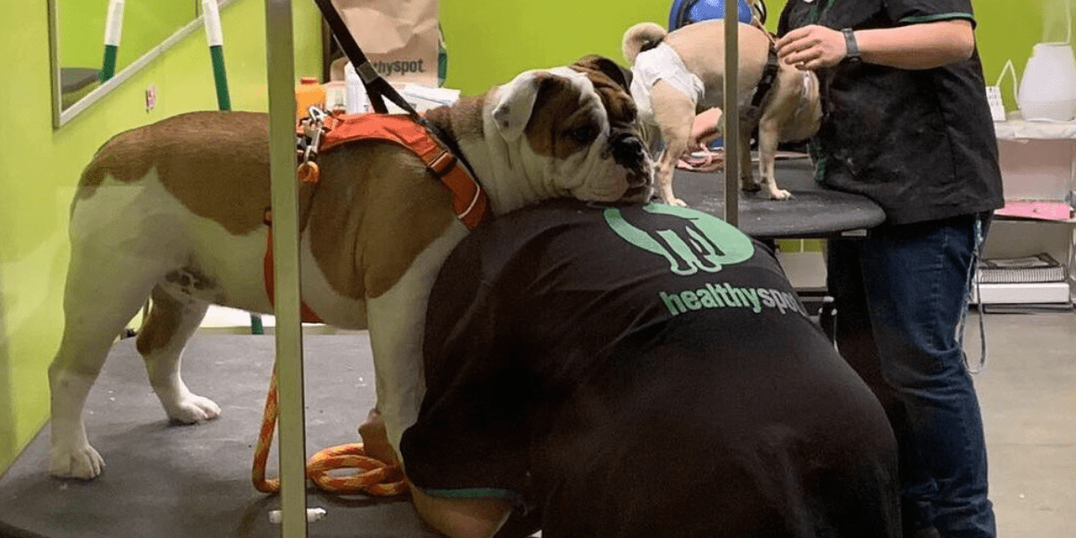 Healthy Spot Downtown Los Angeles in Los Angeles Pet