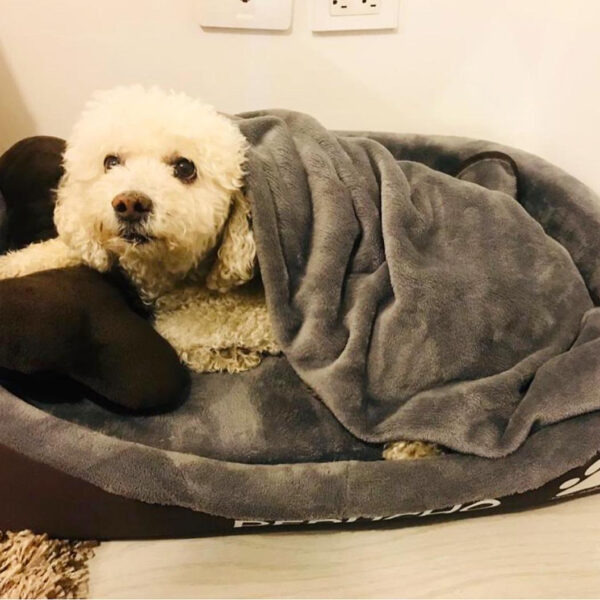 CAMA RECTANGULAR PARA PERRO MEDIANO Pierrunos Comida para Perros y