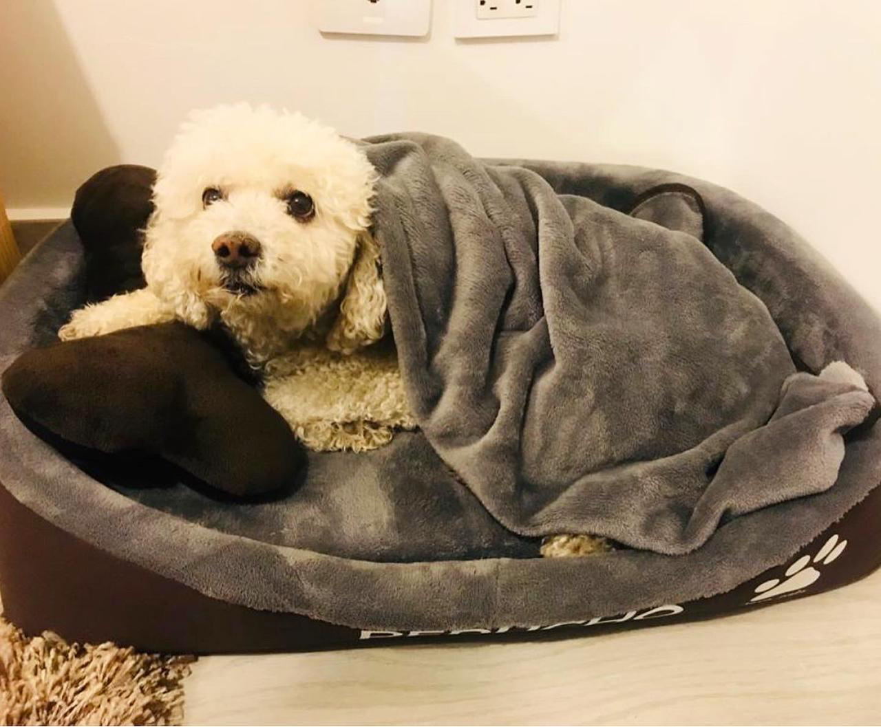 CAMA RECTANGULAR PARA PERRO MEDIANO Pierrunos Comida para Perros y
